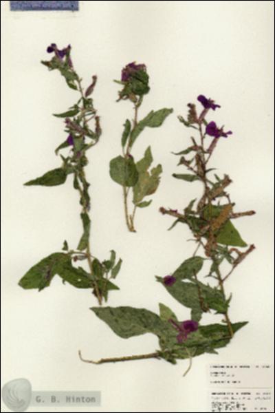 URN_catalog_HBHinton_herbarium_25055.jpg.jpg