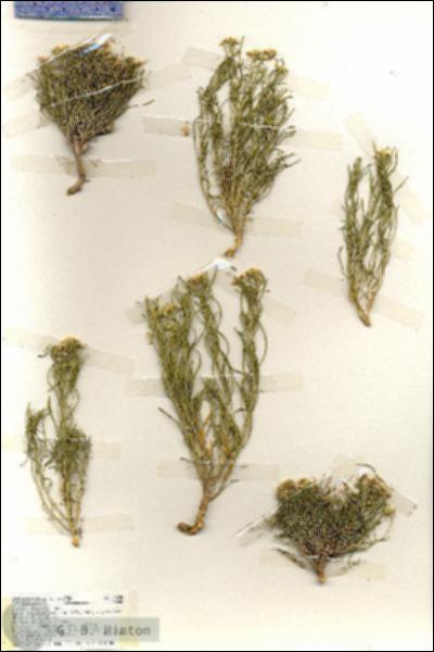 URN_catalog_HBHinton_herbarium_19424.jpg.jpg