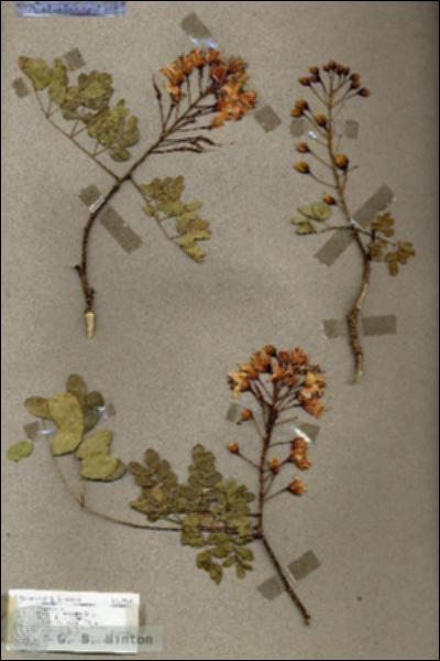 URN_catalog_HBHinton_herbarium_17744.jpg.jpg