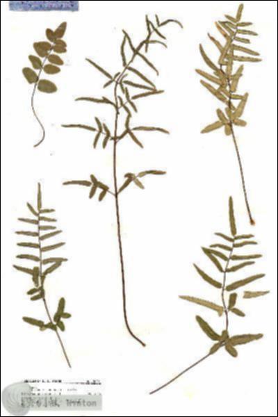 URN_catalog_HBHinton_herbarium_20091.jpg.jpg