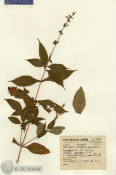 URN_catalog_HBHinton_herbarium_11260.jpg.jpg