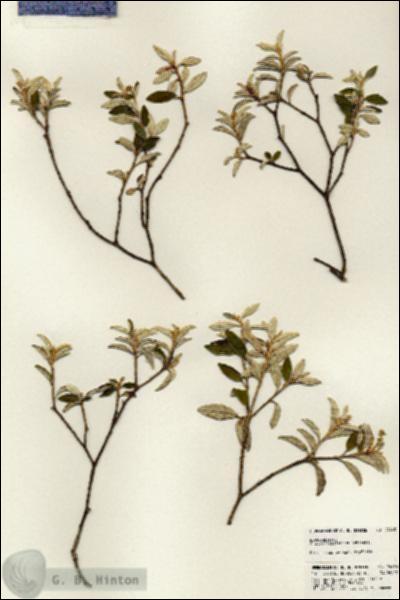 URN_catalog_HBHinton_herbarium_24463.jpg.jpg