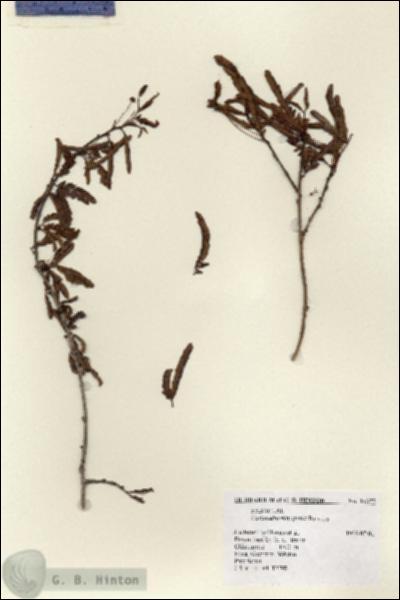 URN_catalog_HBHinton_herbarium_14377.jpg.jpg