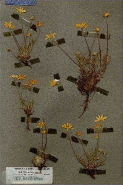 URN_catalog_HBHinton_herbarium_19842.jpg.jpg