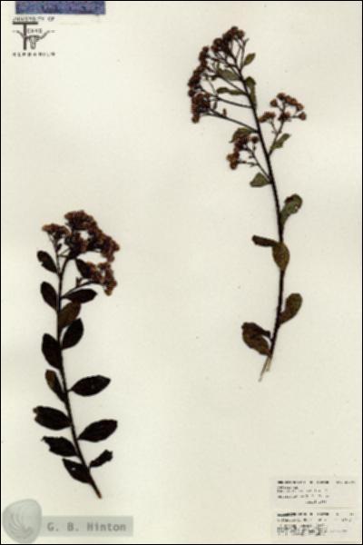 URN_catalog_HBHinton_herbarium_26394.jpg.jpg