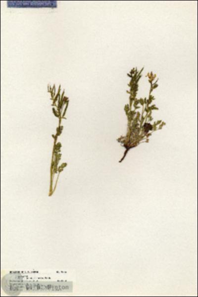 URN_catalog_HBHinton_herbarium_20286.jpg.jpg