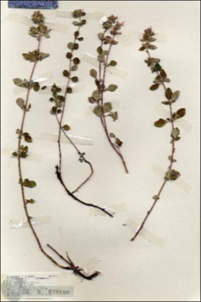 URN_catalog_HBHinton_herbarium_19165.jpg.jpg