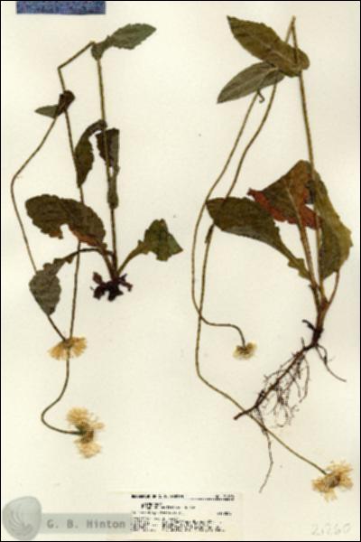 URN_catalog_HBHinton_herbarium_21260.jpg.jpg