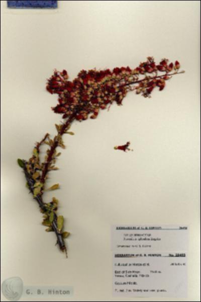URN_catalog_HBHinton_herbarium_28493.jpg.jpg