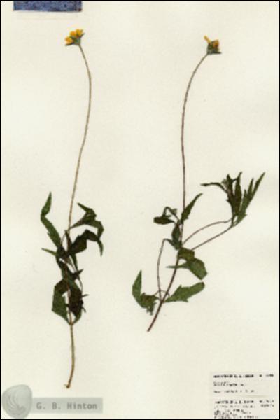 URN_catalog_HBHinton_herbarium_24359.jpg.jpg