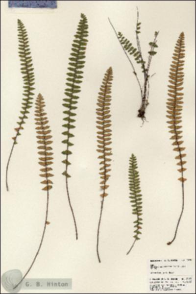 URN_catalog_HBHinton_herbarium_23659.jpg.jpg