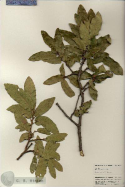 URN_catalog_HBHinton_herbarium_24940.jpg.jpg