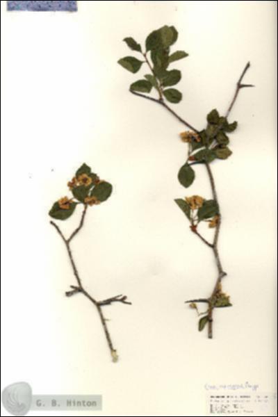 URN_catalog_HBHinton_herbarium_25265.jpg.jpg