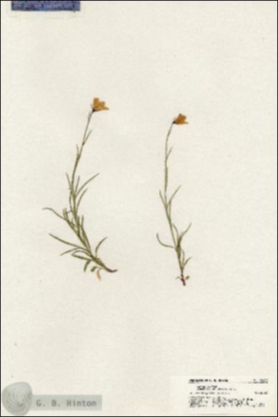 URN_catalog_HBHinton_herbarium_20449.jpg.jpg