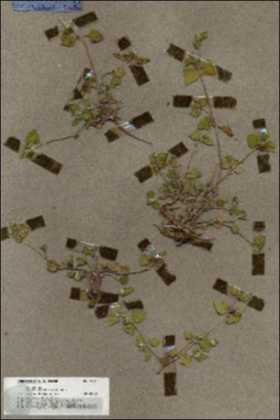 URN_catalog_HBHinton_herbarium_19794.jpg.jpg