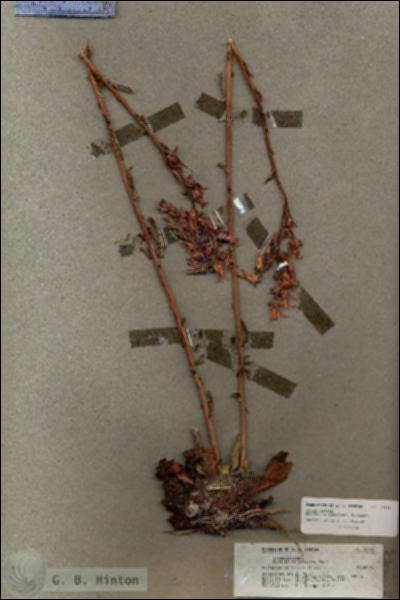 URN_catalog_HBHinton_herbarium_19565.jpg.jpg
