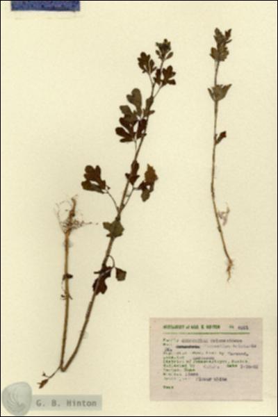 URN_catalog_HBHinton_herbarium_4321.jpg.jpg