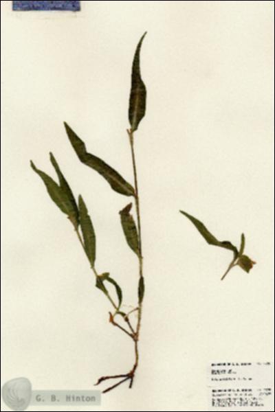 URN_catalog_HBHinton_herbarium_23720.jpg.jpg