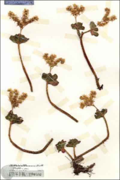 URN_catalog_HBHinton_herbarium_20221.jpg.jpg
