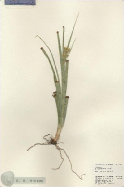URN_catalog_HBHinton_herbarium_24238.jpg.jpg