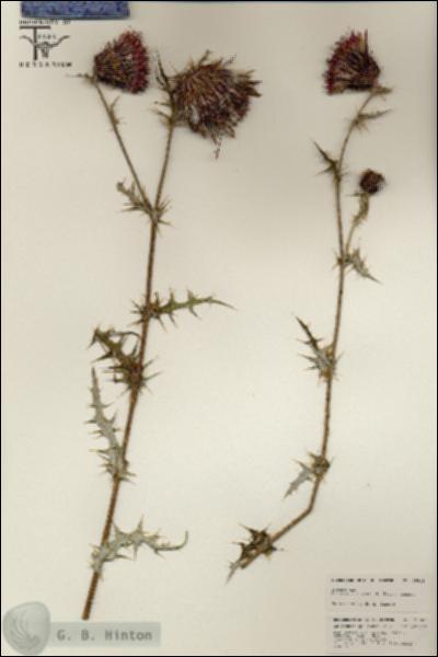 URN_catalog_HBHinton_herbarium_25545.jpg.jpg