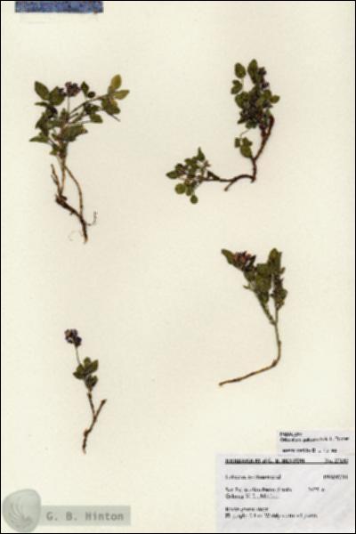 URN_catalog_HBHinton_herbarium_27185.jpg.jpg
