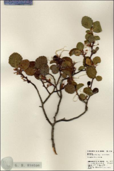 URN_catalog_HBHinton_herbarium_24060.jpg.jpg