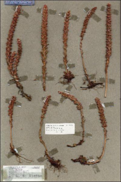 URN_catalog_HBHinton_herbarium_18929.jpg.jpg