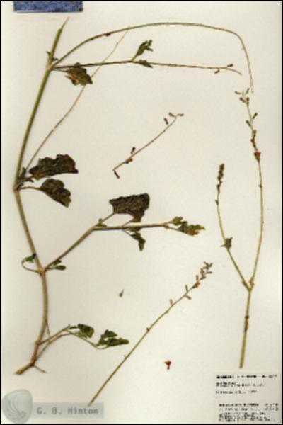 URN_catalog_HBHinton_herbarium_24498.jpg.jpg