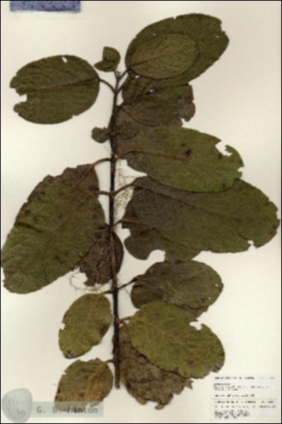 URN_catalog_HBHinton_herbarium_25204.jpg.jpg