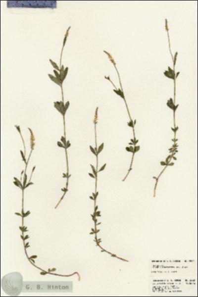 URN_catalog_HBHinton_herbarium_22920.jpg.jpg
