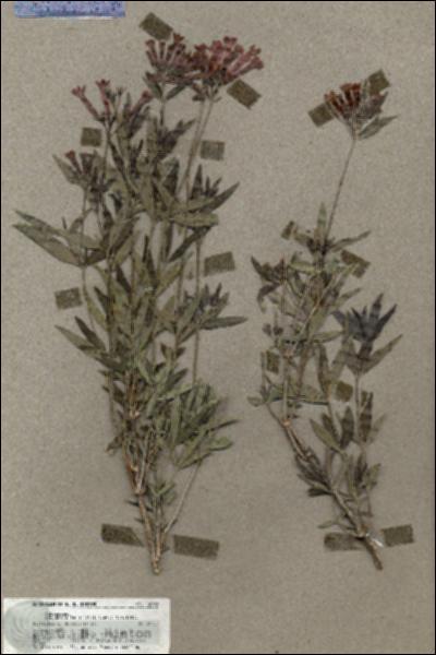 URN_catalog_HBHinton_herbarium_19598.jpg.jpg