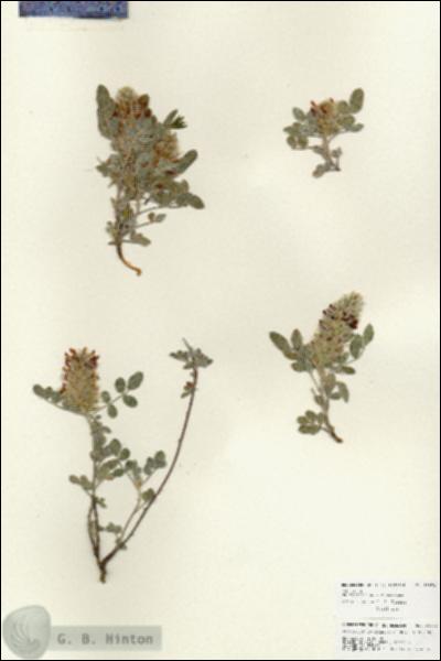 URN_catalog_HBHinton_herbarium_25972.jpg.jpg