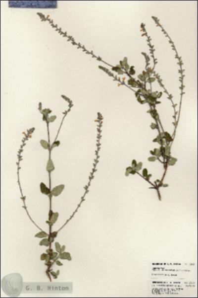 URN_catalog_HBHinton_herbarium_23615.jpg.jpg