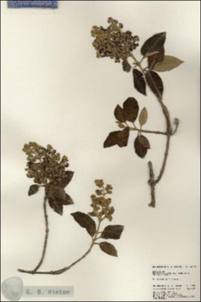 URN_catalog_HBHinton_herbarium_24392.jpg.jpg