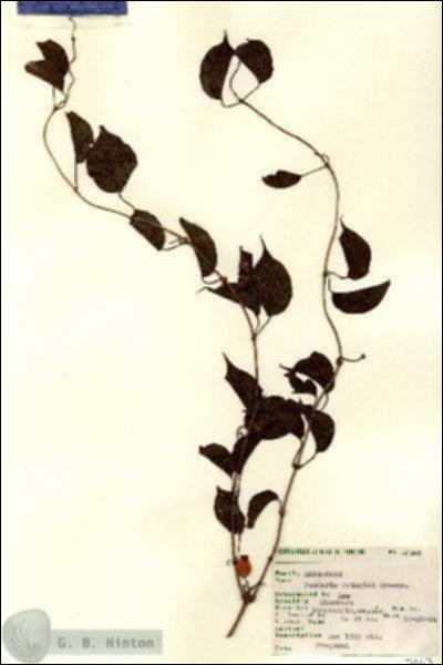 URN_catalog_HBHinton_herbarium_7163.jpg.jpg