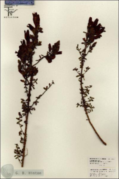 URN_catalog_HBHinton_herbarium_26236.jpg.jpg