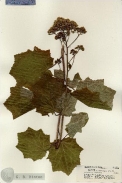URN_catalog_HBHinton_herbarium_21261.jpg.jpg