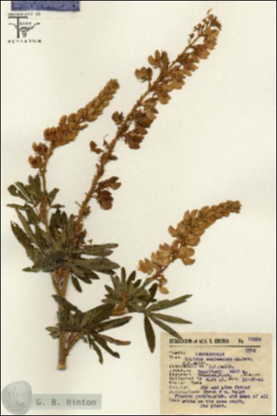 URN_catalog_HBHinton_herbarium_15596.jpg.jpg