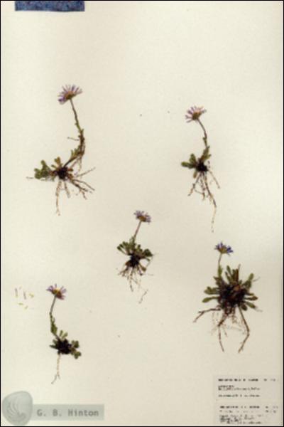 URN_catalog_HBHinton_herbarium_25493.jpg.jpg
