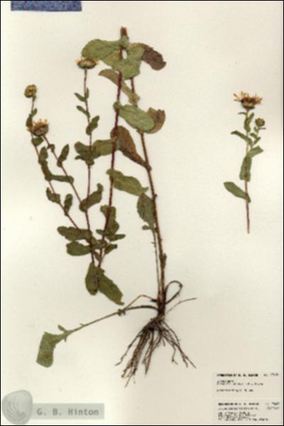 URN_catalog_HBHinton_herbarium_23402.jpg.jpg