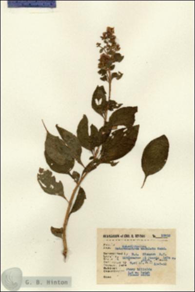 URN_catalog_HBHinton_herbarium_13513.jpg.jpg