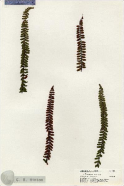 URN_catalog_HBHinton_herbarium_20865.jpg.jpg