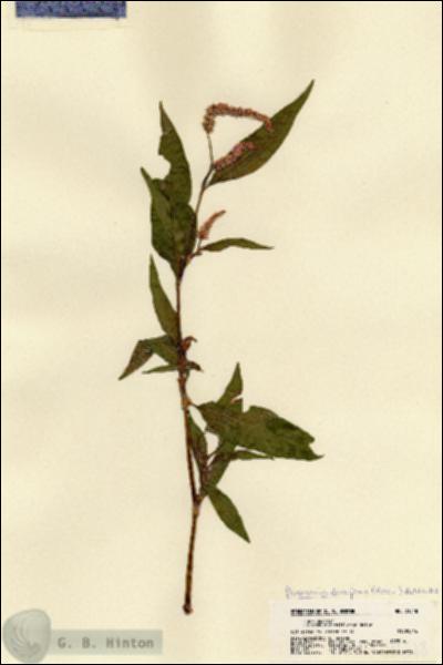 URN_catalog_HBHinton_herbarium_21518.jpg.jpg