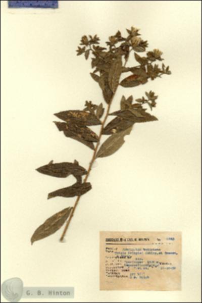 URN_catalog_HBHinton_herbarium_2953.jpg.jpg