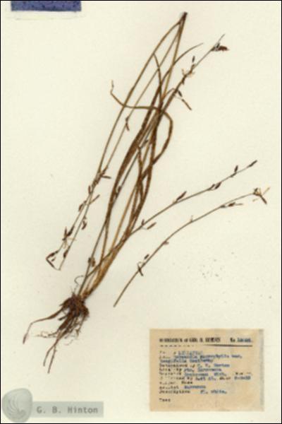 URN_catalog_HBHinton_herbarium_15034.jpg.jpg