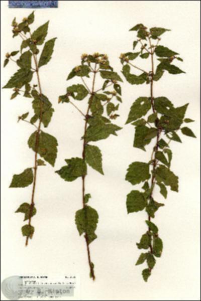 URN_catalog_HBHinton_herbarium_20586.jpg.jpg