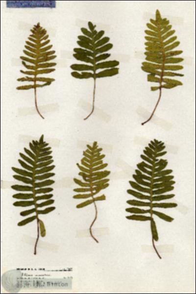 URN_catalog_HBHinton_herbarium_20085.jpg.jpg