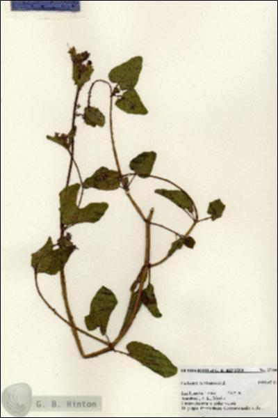 URN_catalog_HBHinton_herbarium_27400.jpg.jpg
