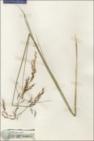 URN_catalog_HBHinton_herbarium_19408.jpg.jpg
